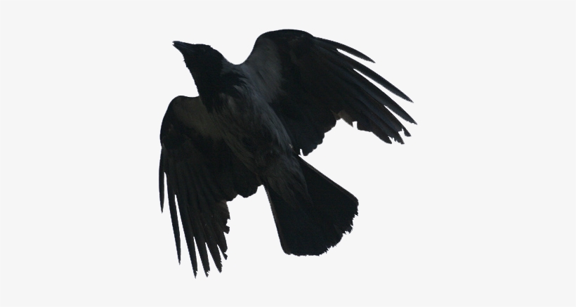 Blackbird - Vrana, transparent png