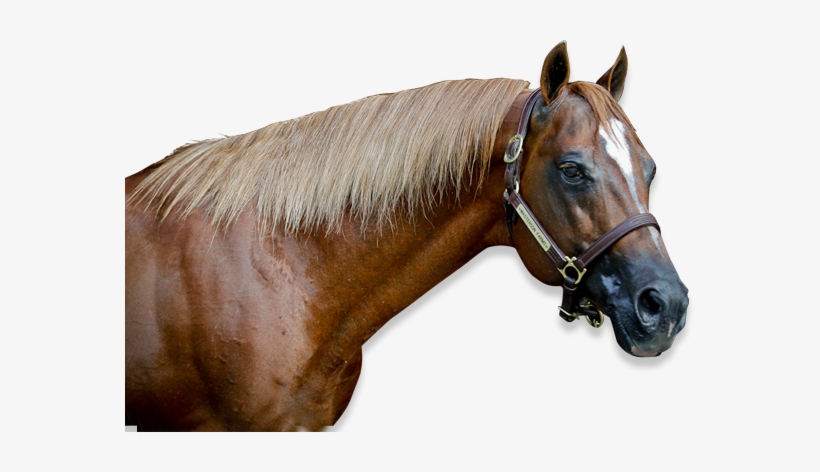 About Us - Sorrel, transparent png