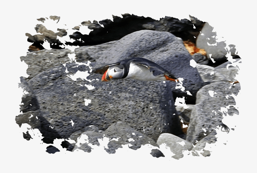Puffin Watching With Elding In Reykjavik - Akureyri, transparent png