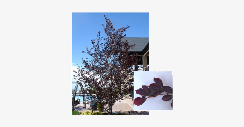 Pdm Trees Purplebeech - European Beech, transparent png