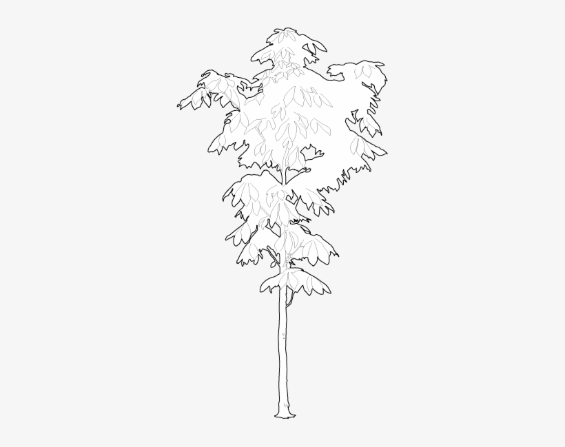 Small Chestnut Tree 2d Trees - Black Maple, transparent png