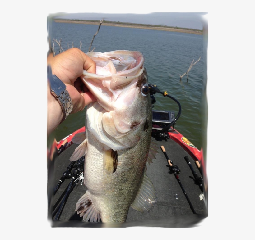 Hank Cherry Monster Bass With Livingston Lures - Fishing Lure, transparent png