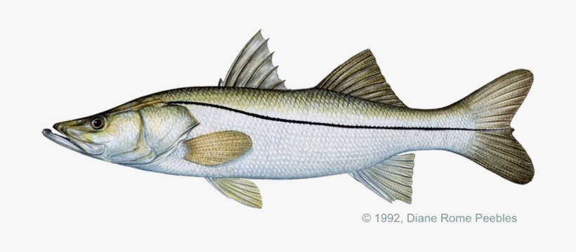 Black And White Download Snook Pacific Png - Snook Fish Drawing, transparent png