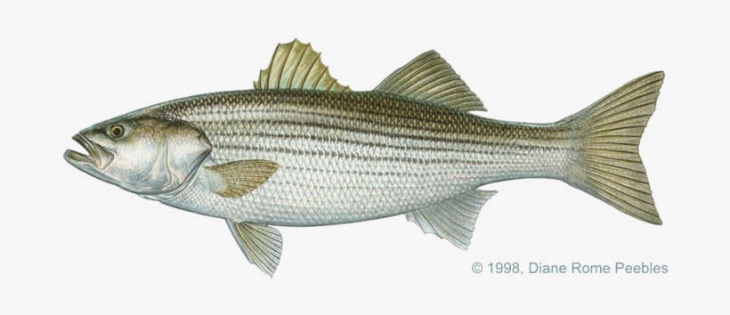 Striped Bass Saltwater, transparent png