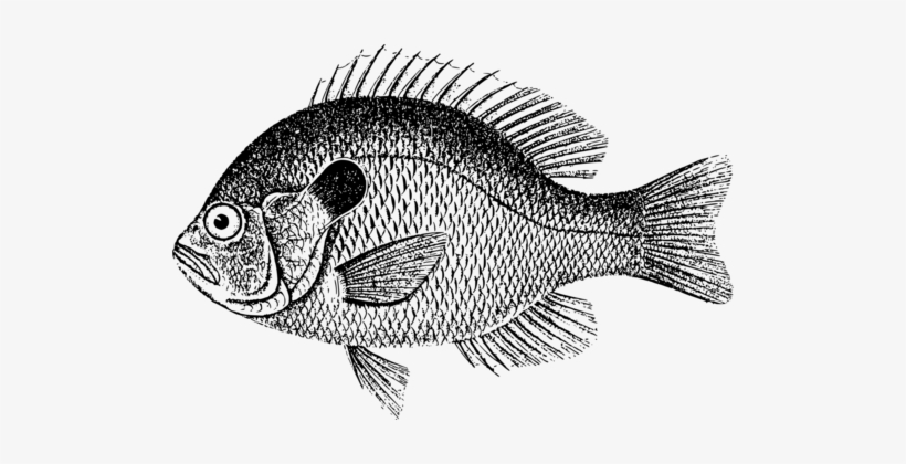 Fish Scale Bass Carp Fishing - Black Sea Bass Clipart, transparent png