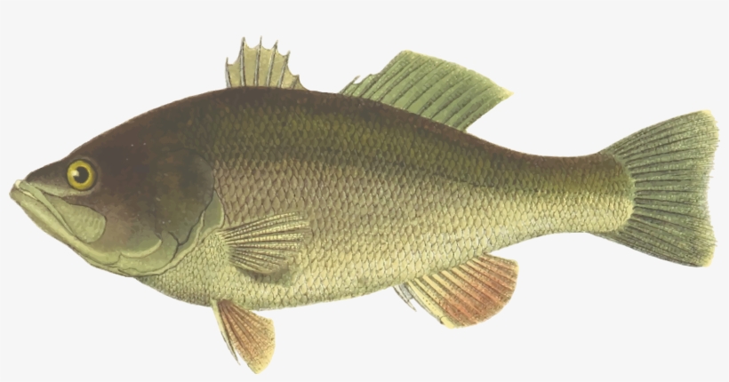 Perch Largemouth Bass Fish Black Sea Bass - Largemouth Bass Fish Clipart, transparent png
