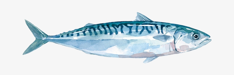 Atlantic Mackerel Scomber Scombrus - Fish, transparent png