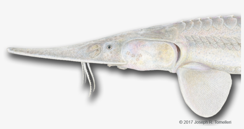 Test Your Ichthyology Iq On The Fish Quiz, Stumping - Long Nose Gar, transparent png