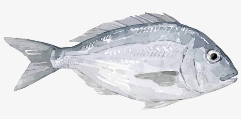 Seabream - Bass, transparent png