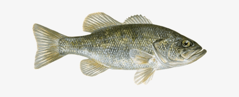 A Bass Fishing Description Is Altered Depending On - Drawing Of A Bluegill, transparent png