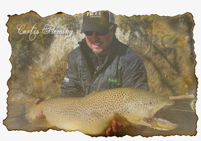 Curtis Fleming - Brown Trout, transparent png
