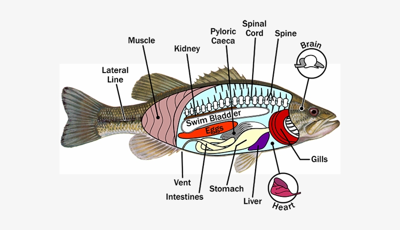 Fish Anatomy - Anatomy Of A Fish, transparent png
