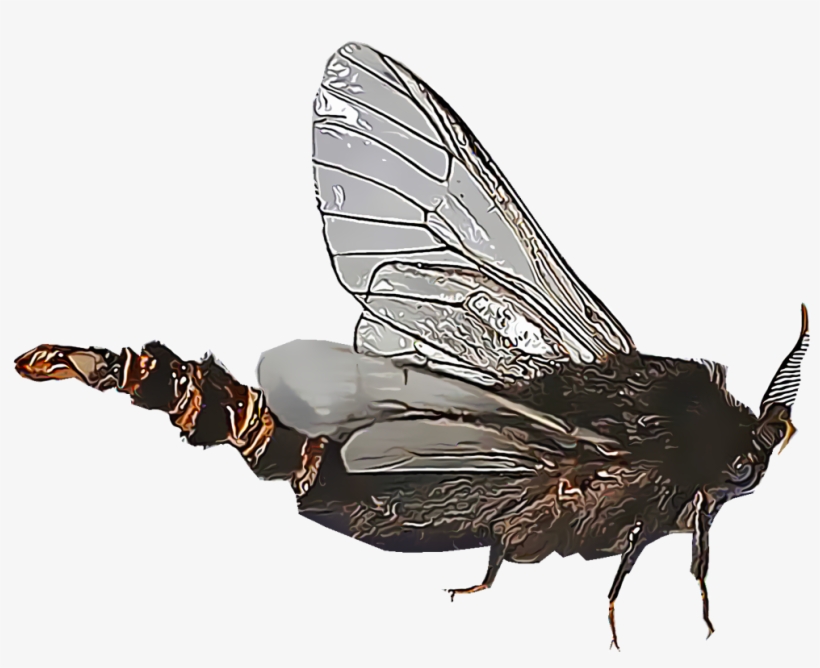 Bagworms - Bag Worms, transparent png