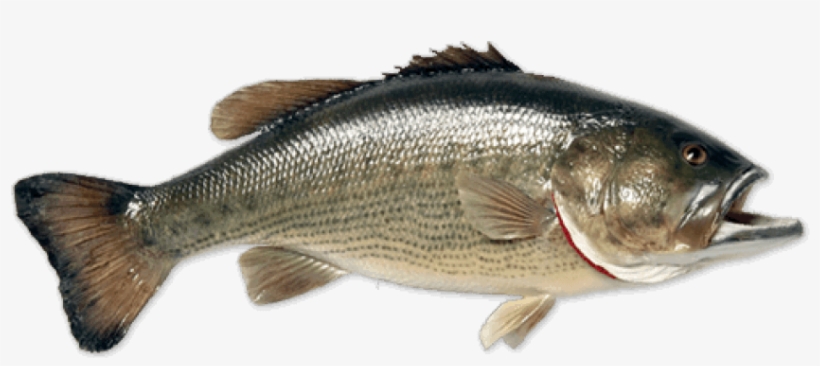 Free Png Fish Png Images Transparent - Fish Png, transparent png