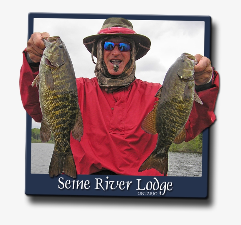 When To Fish Smallmouth Bass On The Seine Chain - Bass, transparent png