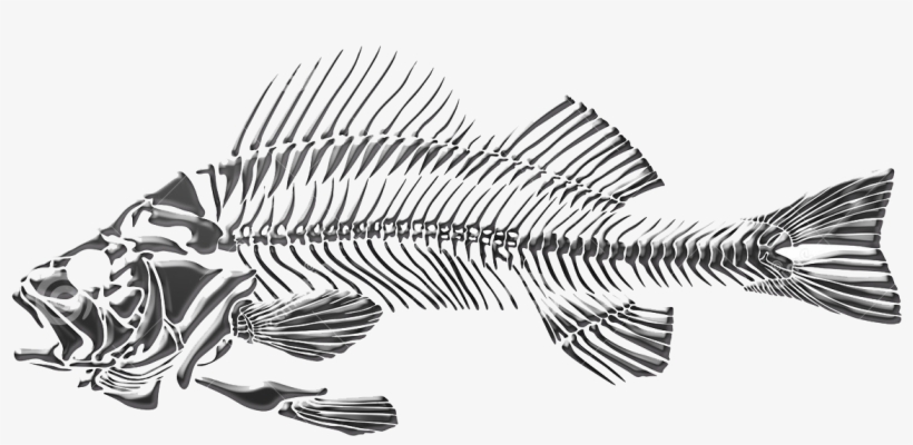 Bulb Drawing Fish - Fish Skeleton Png, transparent png