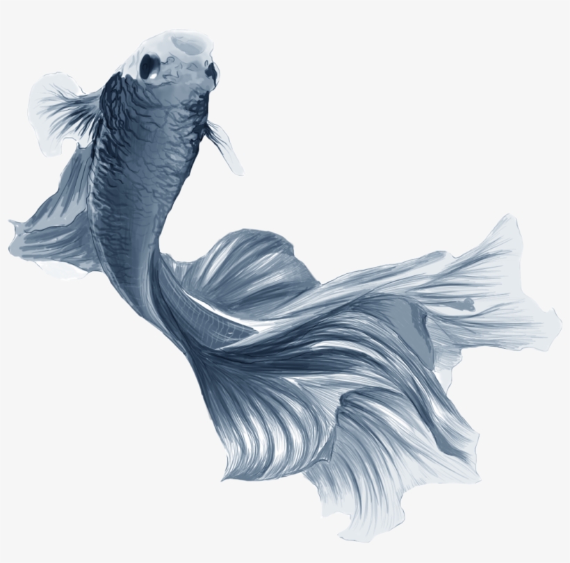 Fishyyy - Illustration, transparent png