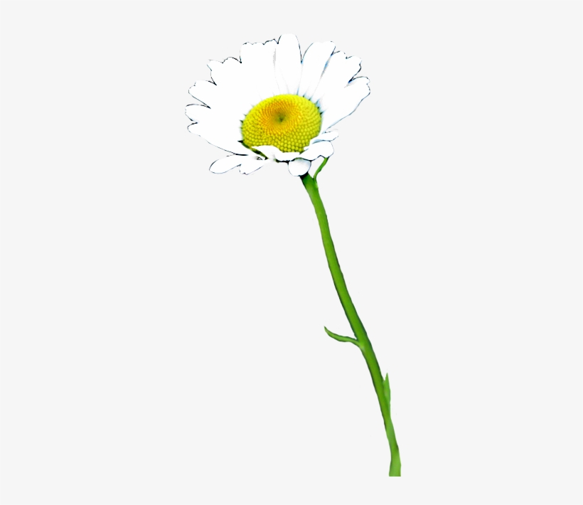 Thai Flower Clip Art - Real Daisy Flower Png, transparent png