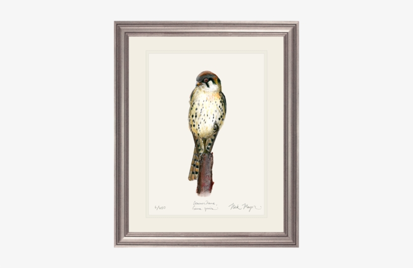 American Kestrel Print By Nick Mayer Art - American Kestrel, transparent png