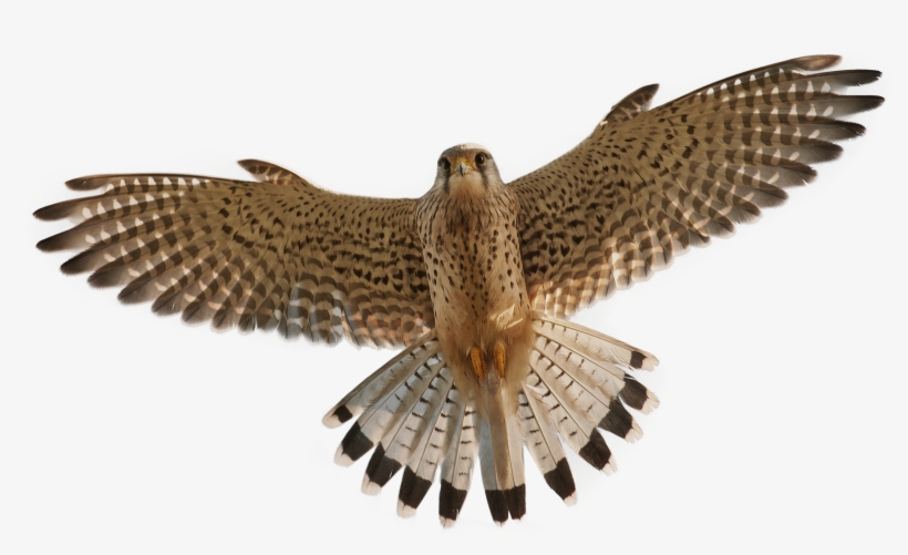 Download - Kestrel Png, transparent png