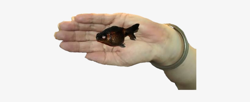Accept The Death Of My Favorite Fish - Bluegill, transparent png