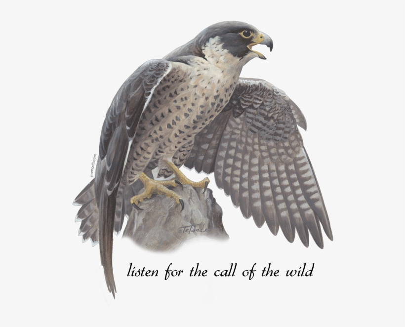 Peregrine Falcon - Falcon, transparent png