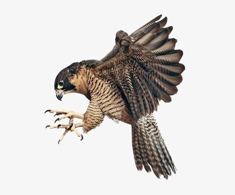 Falcon Png Image Background - Peregrine Falcon Claw Talon, transparent png