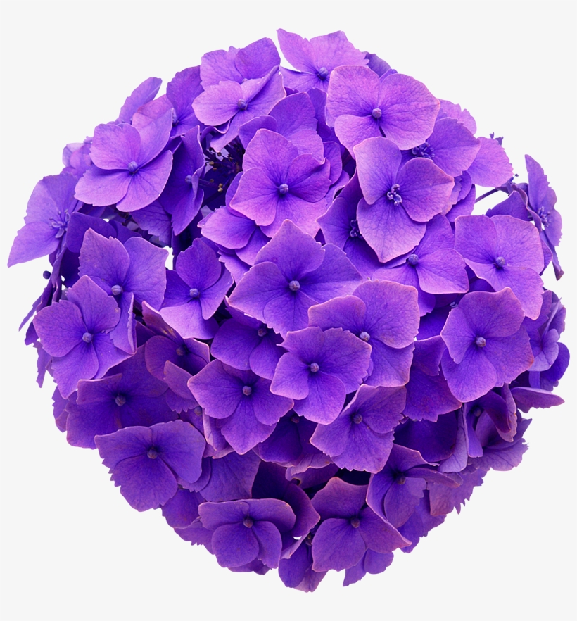 Hydrangea Real Flower Purple Cute Beautiful Freetoedit - Hydrangea Flower No Background, transparent png