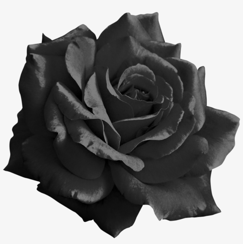 Rosey - Light Pink Flower Png, transparent png