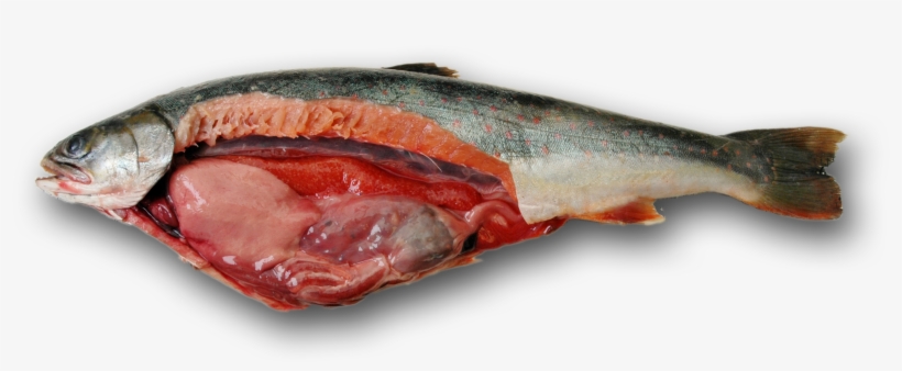 Spring Dolly Guts Fall Dolly Guts - Salmon Guts, transparent png