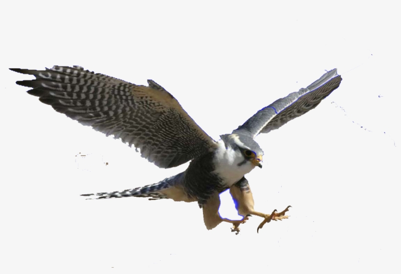 Png Royalty Free Stock Falcon Transparent Flying - Flying Peregrine Falcon Png, transparent png