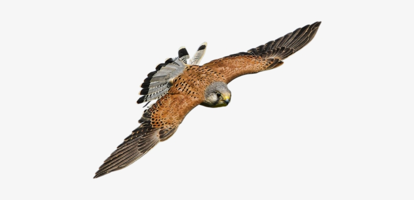 Falcon In Flight - Bird Of Prey, transparent png