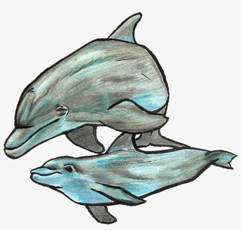 Dolphin Doodle - Common Bottlenose Dolphin, transparent png
