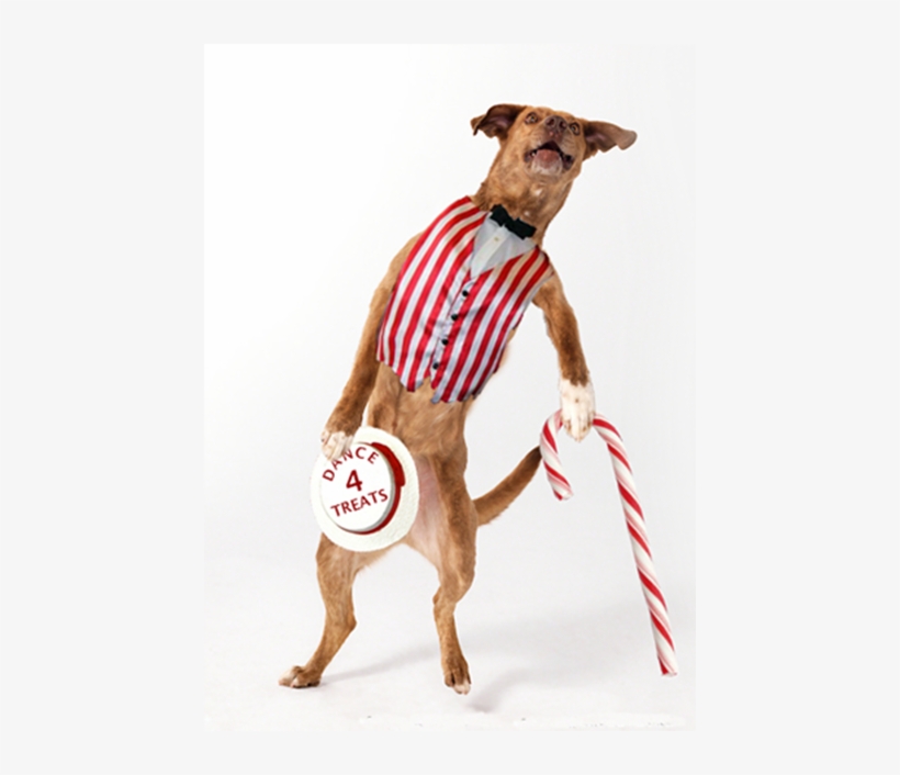 All Annoying Behaviors - Photography, transparent png