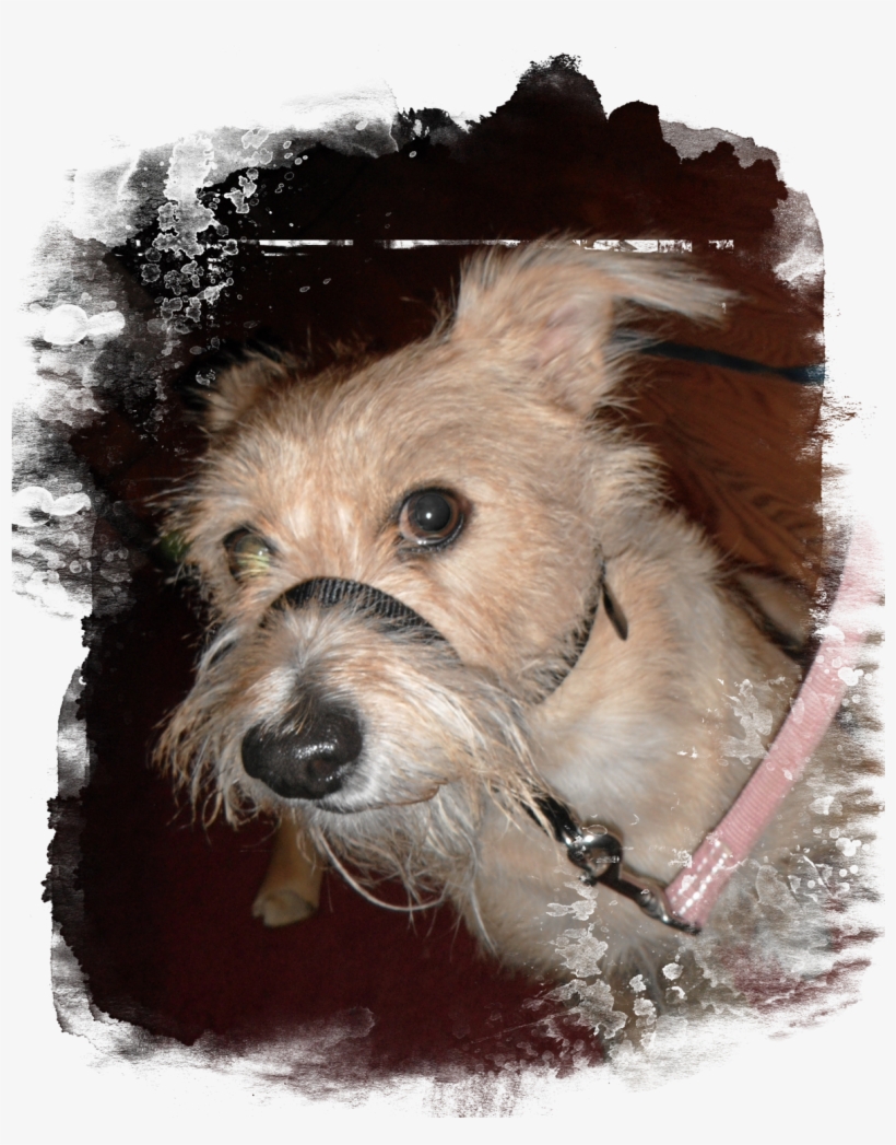 Apparently, Stopping Every 13 Seconds To Sniff The - Sporting Lucas Terrier, transparent png