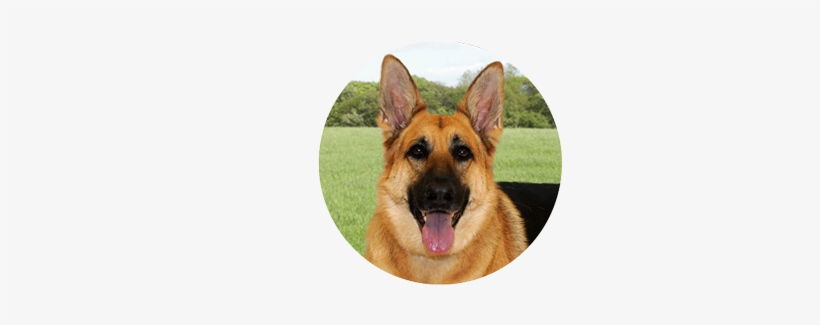 Requirements - Old German Shepherd Dog, transparent png