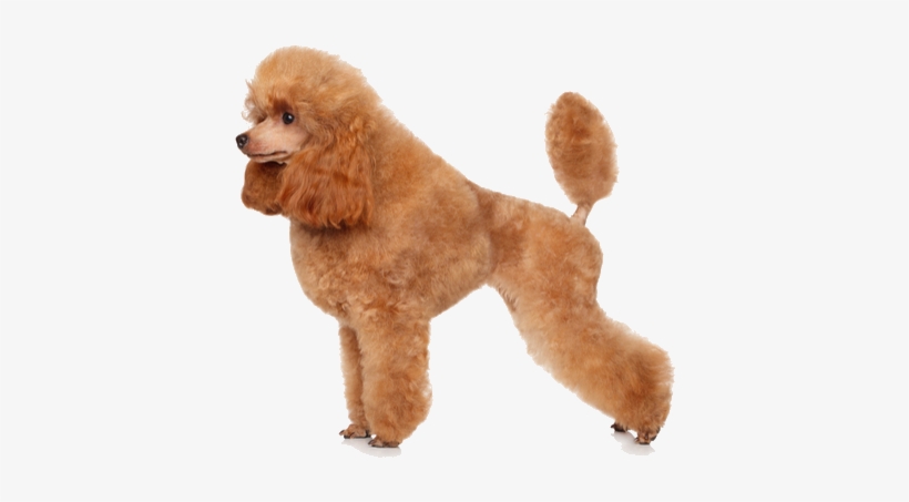 Toy Poodles Are Tiny Dogs With Lots Of Personality - Poodle Png, transparent png