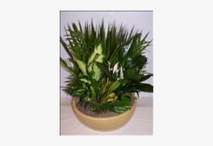 Tropical Rainforest Garden - Ceramic, transparent png