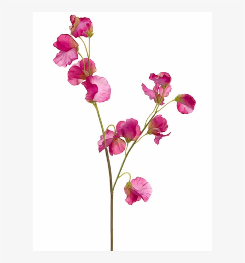 5" Sweet Pea Spray Fuchsia - Inch, transparent png
