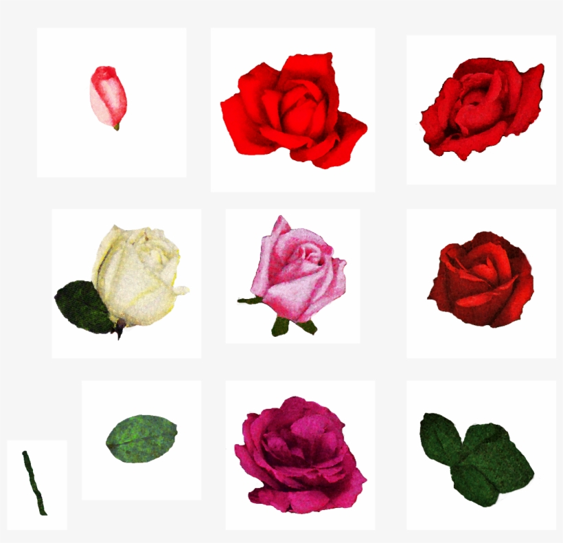 Forget Me Never - Flower, transparent png