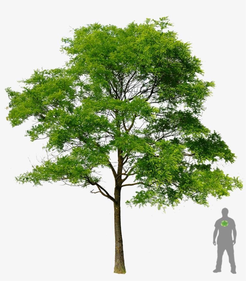 Amerikanische Gleditschie - Gleditschie Png, transparent png