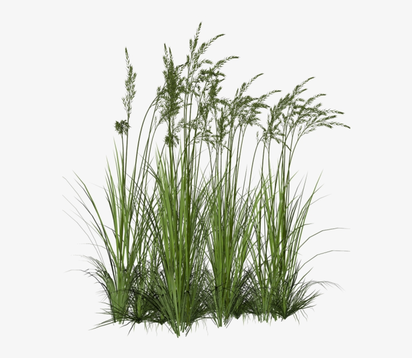 Clip Art Black And White Download Plant Fountain Clip - Tall Grass Png, transparent png