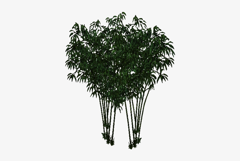 Fountain Bamboo - Bamboo, transparent png