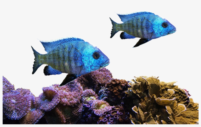 Fish, Coral, Sea, Nature, Water, Underwater, Aquarium - Corales Y Peces Png, transparent png