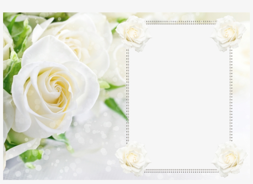 Rose Frame Png, transparent png