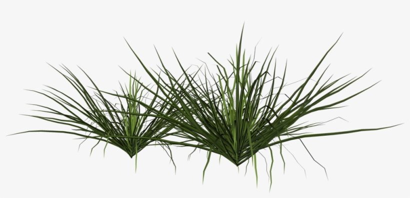 Ornamental Grass Png - Arbusto Png, transparent png