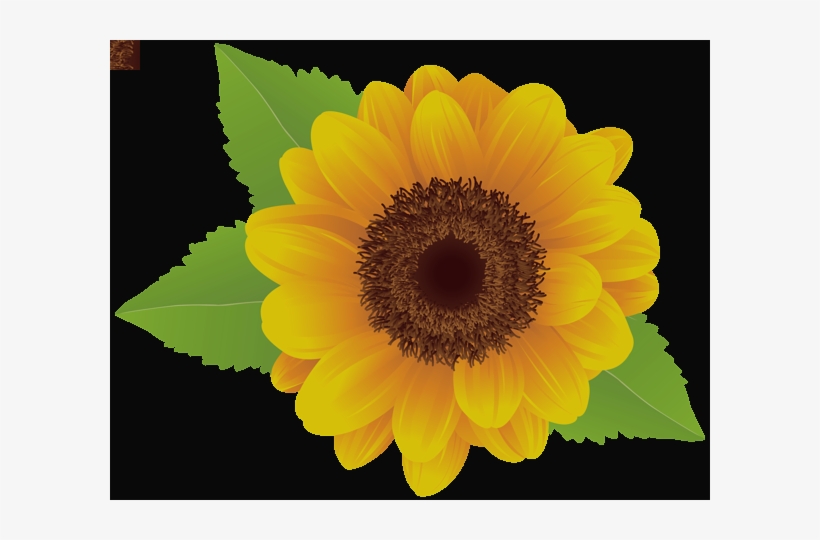 Sunflower Png, transparent png