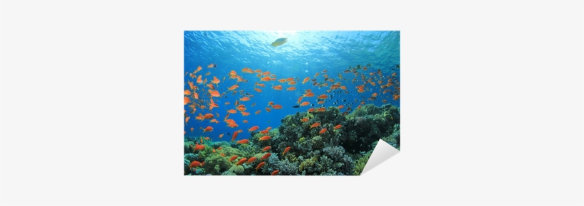 Underwater Fish Png Download - Coral Reef, transparent png