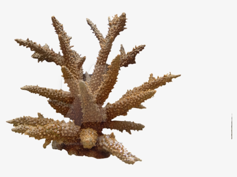 Coral Png Photo - Coral Png, transparent png