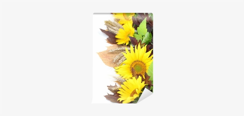 Sunflower Border With Barley And Colorful Leaves Wall - Stock Photography, transparent png